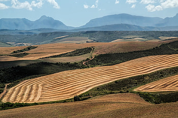 Grain fields, Grain, Nature, Hills, Fields HD wallpaper
