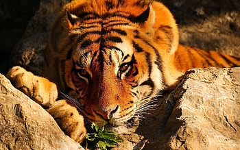 Animals, Stones, Lies, Tiger, Bored, Misses HD wallpaper
