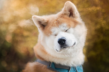 Hokkaido Dog, Animal lovers, Adorable companions, Captivating graphy HD wallpaper