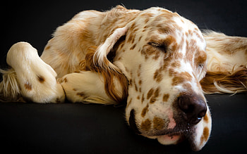 Animals, Dog, Muzzle, Spotty, Spotted, Sleep, Dream HD wallpaper