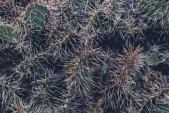 Cactuses, Flowers, Prickles, Thorns, Indoor Plant, Houseplant HD wallpaper