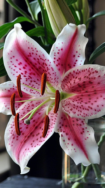 Stargazer lily, Backgrounds, Striking visuals, Nature HD phone wallpaper