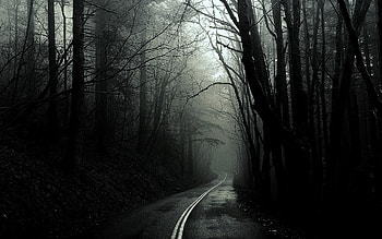 .wiki-Amazing-Black-and-White-Forest-Background- HD wallpaper