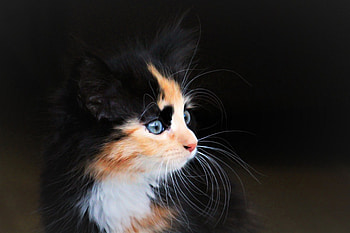 Kitten, animal, pussy, cat HD wallpaper
