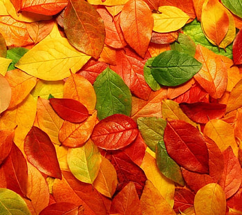 Background, Autumn, Leaves HD wallpaper