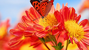 Pollinator, Chrysanthemums HD wallpaper