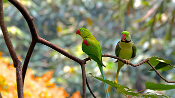 Two Beautiful Green Parrots Are Standing On Tree Branch In Blur Bokeh Background Birds HD wallpaper