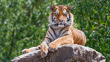 Tiger, animal, cat, paw HD wallpaper