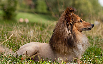 Animals, Dog, Muzzle, Fur, Sheltie, Shelties HD wallpaper