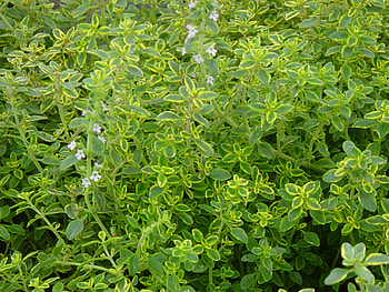 Healing kitchen herbs, Part 1, Spirited table, Marjoram HD wallpaper