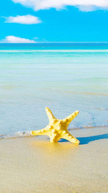 Starfish, Animals, Beach HD phone wallpaper