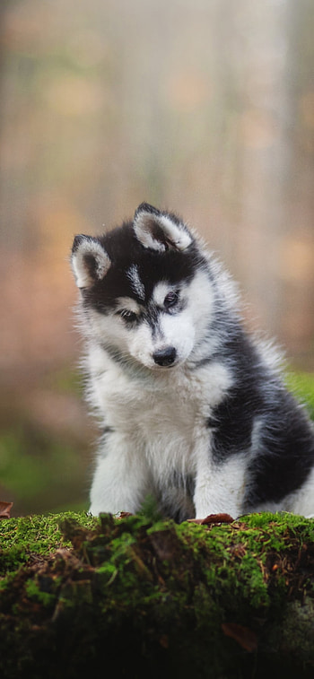 baby animal, puppy, Animal, husky HD phone wallpaper