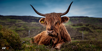 Highland ox, , KDE store HD wallpaper