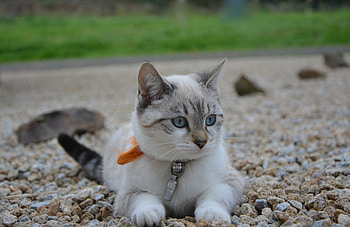 Animals, Cat, Kitty, Kitten, Muzzle, Siamese Cat HD wallpaper