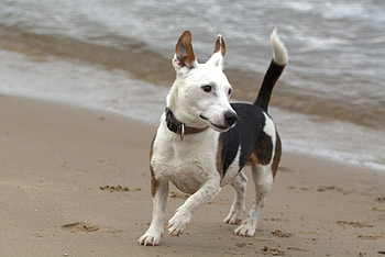 Animals, Dog, Run, Terrier, Jack Russell HD wallpaper