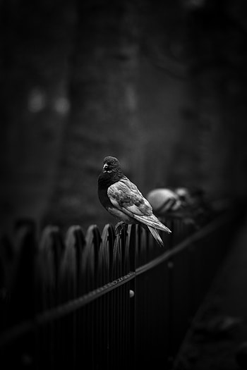 Animals, Bird, Fence, Bw, Chb, Dove HD phone wallpaper