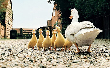 Duck and ducklings, Farm Animals HD wallpaper