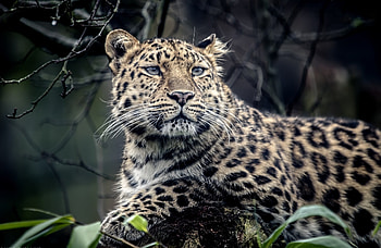 Animals, Leopard, Muzzle, Predator, Sadness, Sight, Opinion, Sorrow HD wallpaper