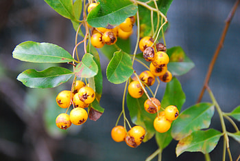 Nature, Berries, Branch, Rowan HD wallpaper