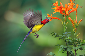 Hummingbird, Animal, Birds HD wallpaper