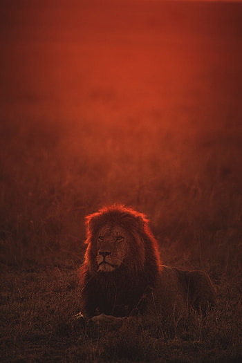 Animals, Twilight, Lion, Predator, Big Cat, Dusk, Wildlife HD phone wallpaper