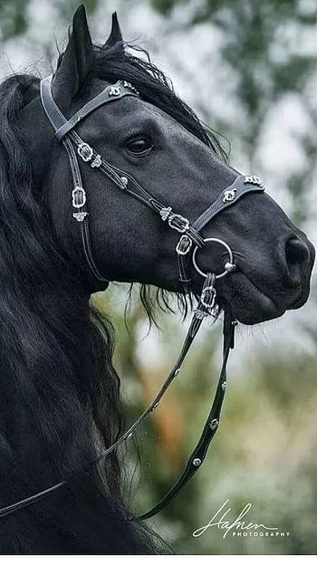 Black Horse, Black Horse Royal HD phone wallpaper