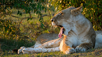 Animals, Muzzle, Lioness, To Fall, Mouth, Protruding Tongue, Tongue Stuck Out HD wallpaper
