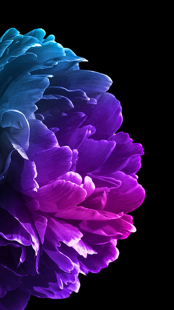 flowers shape pattern, sky, magenta, follower, flower HD phone wallpaper