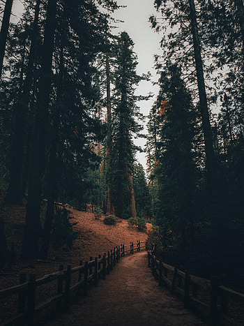 Nature, Trees, Pine, Forest, Track HD phone wallpaper