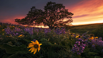 Evening At Washington Hills, sunset, trees, landscape, clouds, colors, flowers, usa HD wallpaper