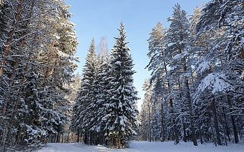 Winter Forest in Latvia, Latvia, winter, forest, snow, spruces HD wallpaper