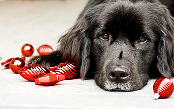 Animals, To Lie Down, Lie, Muzzle, Toy, Puppy HD wallpaper