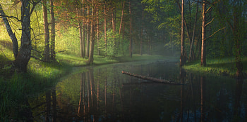 River, leaf, nature, tree HD wallpaper