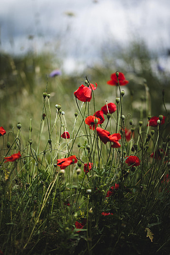 Flowers, Poppies, Summer, Bloom, Flowering HD phone wallpaper
