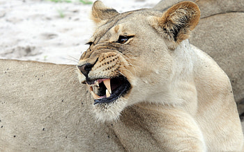 Animals, Muzzle, Predator, Lioness HD wallpaper