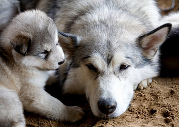 Mom and puppy, dog, puppy, color, expression, , new HD wallpaper