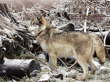 erin aginst an icy bush, artic, wolves, snow, bushes, erin HD wallpaper