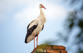 White stork , Elegant bird, Aesthetic background HD wallpaper