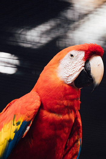 Animals, Parrots, Bird, Macaw HD phone wallpaper