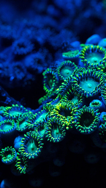 Coral , Nature, Beautiful, Underwater HD phone wallpaper