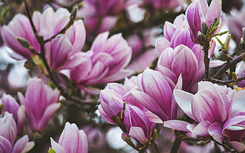 magnolias, pink spring flowers, magnolia bloom, spring, pink trees, spring bloom HD wallpaper