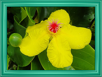 FRAMED FLOWERS, FLOWERS, NATURE, FRAMED HD wallpaper
