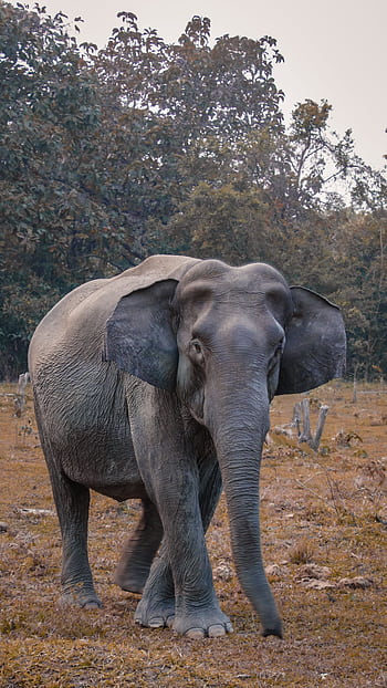 African elephant walking through natural habitat with trees in background. HD phone wallpaper