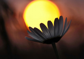 Flower_of_Sun, beautiful, sun, , flower HD wallpaper