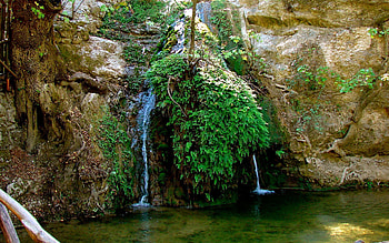 Plants, Landscape, Water HD wallpaper