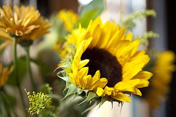 The flower of my soul ;), sunshine, beautiful, wonderful, sunflower, summer, soul, light, flower, bright, yellow, nature, sun, forever HD wallpaper