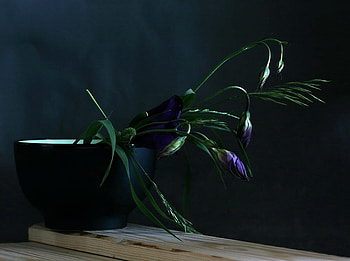 still life in blue, blue, art , still life, table, pot vase, beautiful, flowers HD wallpaper