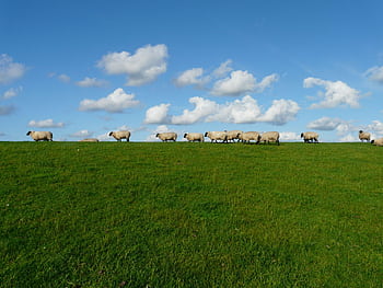 A scenic view of a flock of sheep grazing on a green hill under a clear blue sky with clouds. HD wallpaper