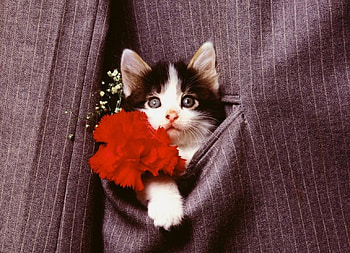 In pocket, color, expression, , cute, cat, new HD wallpaper