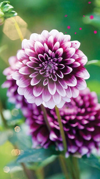 Dahlia, Violet HD phone wallpaper